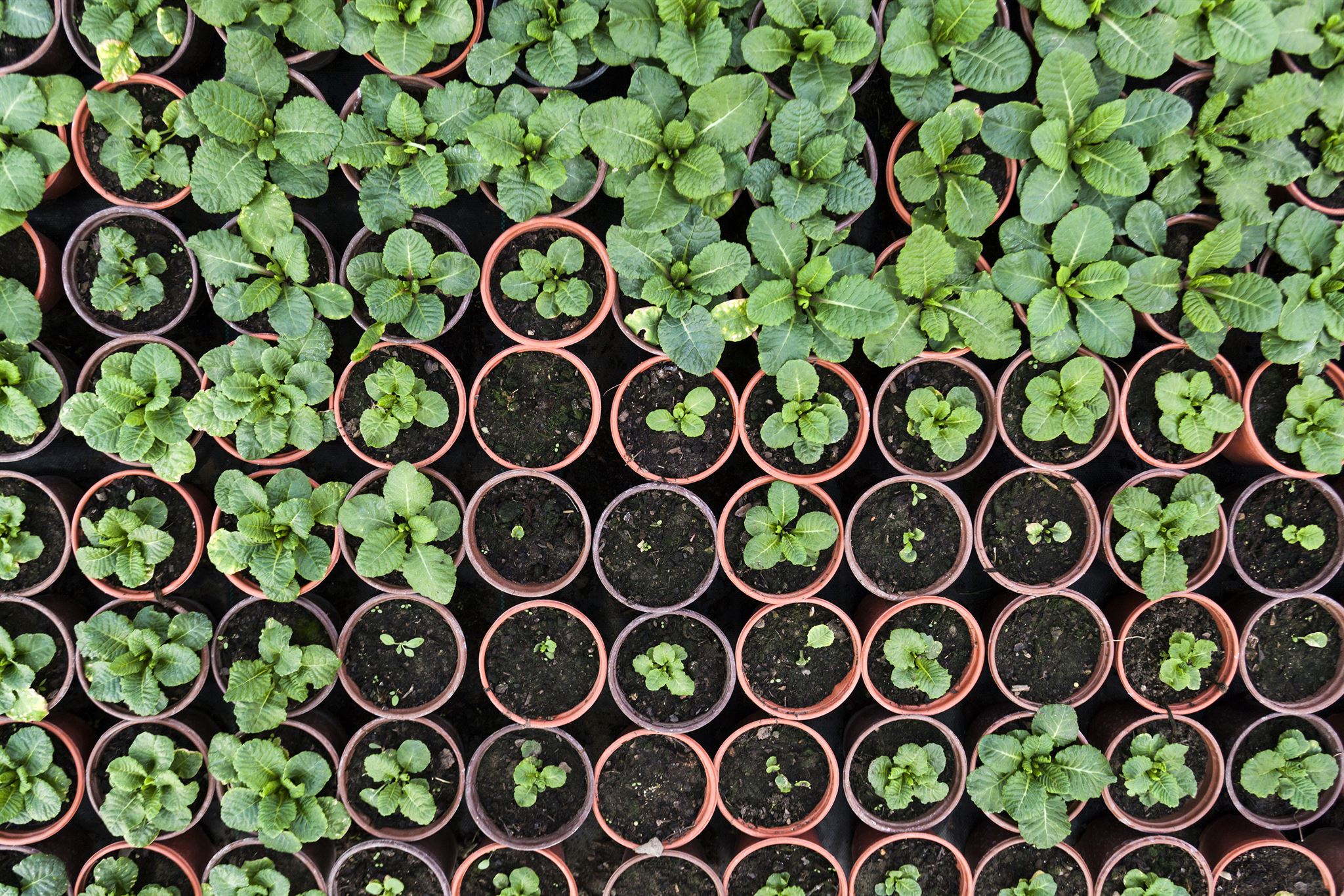 Garten- und Landschaftsbauer bei der Arbeit